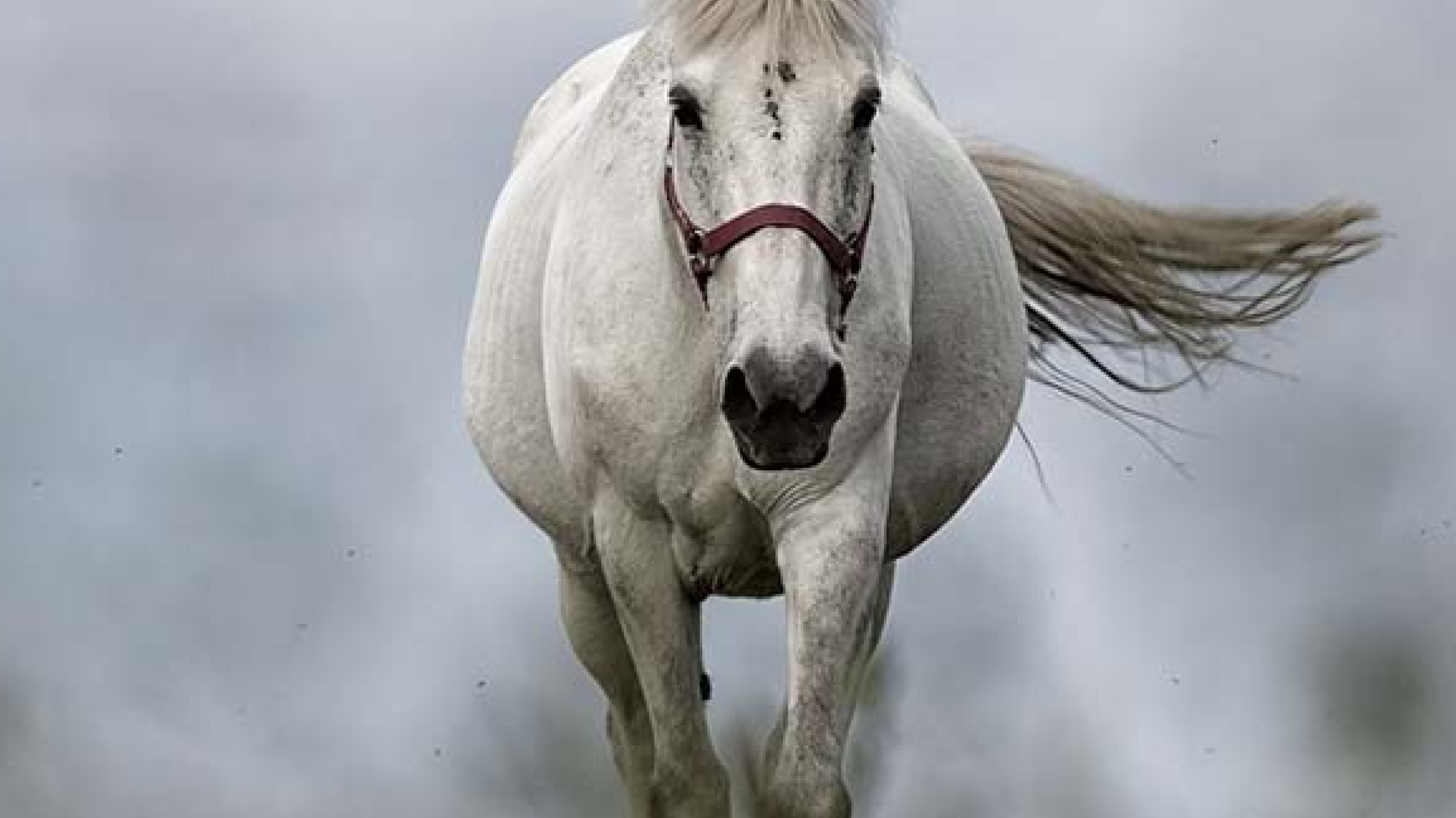 Horse in background